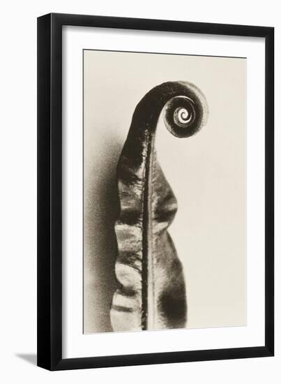 Fern Frond-Graeme Harris-Framed Photographic Print