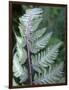 Fern Frond-Anna Miller-Framed Photographic Print