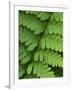 Fern Frond-Clive Nichols-Framed Photographic Print