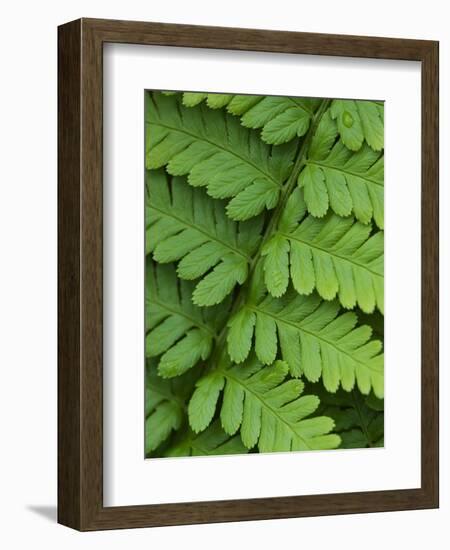 Fern Frond-Clive Nichols-Framed Photographic Print