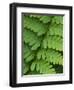 Fern Frond-Clive Nichols-Framed Photographic Print