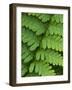 Fern Frond-Clive Nichols-Framed Photographic Print