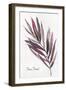 Fern Frond-Aimee Wilson-Framed Art Print