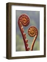 Fern fronds in mid-altitude montane forest, Borneo-Alex Hyde-Framed Photographic Print