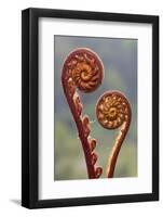 Fern fronds in mid-altitude montane forest, Borneo-Alex Hyde-Framed Photographic Print