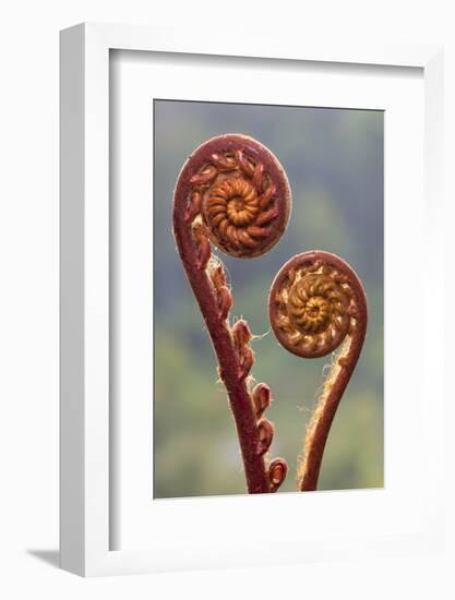 Fern fronds in mid-altitude montane forest, Borneo-Alex Hyde-Framed Photographic Print