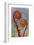 Fern fronds in mid-altitude montane forest, Borneo-Alex Hyde-Framed Photographic Print