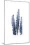 Fern Fronds Navy-Urban Epiphany-Mounted Art Print