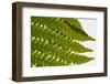 Fern Fronds-Steve Gadomski-Framed Photographic Print