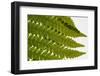 Fern Fronds-Steve Gadomski-Framed Photographic Print