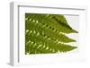 Fern Fronds-Steve Gadomski-Framed Photographic Print