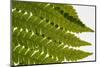 Fern Fronds-Steve Gadomski-Mounted Photographic Print