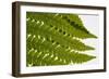 Fern Fronds-Steve Gadomski-Framed Photographic Print