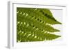 Fern Fronds-Steve Gadomski-Framed Photographic Print