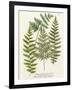 Fern Gathering I-Johann Wilhelm Weinmann-Framed Art Print