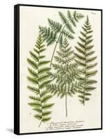 Fern Gathering I-Johann Wilhelm Weinmann-Framed Stretched Canvas