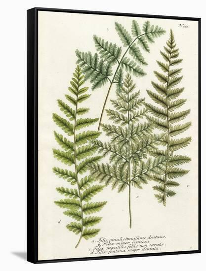 Fern Gathering I-Johann Wilhelm Weinmann-Framed Stretched Canvas