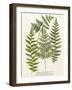 Fern Gathering I-Johann Wilhelm Weinmann-Framed Art Print