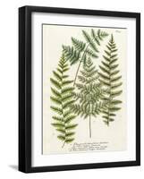 Fern Gathering I-Johann Wilhelm Weinmann-Framed Art Print