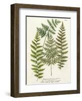 Fern Gathering I-Johann Wilhelm Weinmann-Framed Art Print