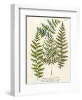 Fern Gathering I-Johann Wilhelm Weinmann-Framed Art Print