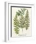 Fern Gathering I-Johann Wilhelm Weinmann-Framed Art Print