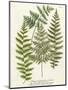 Fern Gathering I-Johann Wilhelm Weinmann-Mounted Art Print