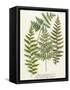 Fern Gathering I-Johann Wilhelm Weinmann-Framed Stretched Canvas