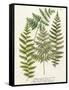 Fern Gathering I-Johann Wilhelm Weinmann-Framed Stretched Canvas