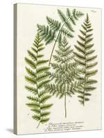 Fern Gathering I-Johann Wilhelm Weinmann-Stretched Canvas