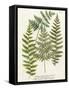 Fern Gathering I-Johann Wilhelm Weinmann-Framed Stretched Canvas