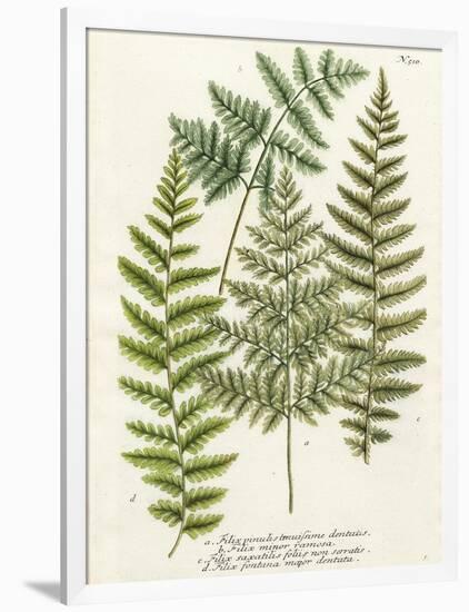 Fern Gathering I-Johann Wilhelm Weinmann-Framed Art Print