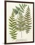 Fern Gathering I-Johann Wilhelm Weinmann-Framed Art Print