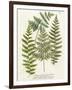 Fern Gathering I-Johann Wilhelm Weinmann-Framed Art Print