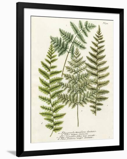 Fern Gathering I-Johann Wilhelm Weinmann-Framed Art Print