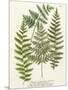 Fern Gathering I-Johann Wilhelm Weinmann-Mounted Art Print