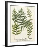 Fern Gathering II-Johann Wilhelm Weinmann-Framed Art Print