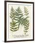 Fern Gathering II-Johann Wilhelm Weinmann-Framed Art Print