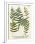 Fern Gathering II-Johann Wilhelm Weinmann-Framed Art Print