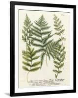 Fern Gathering II-Johann Wilhelm Weinmann-Framed Art Print