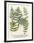 Fern Gathering II-Johann Wilhelm Weinmann-Framed Art Print