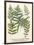 Fern Gathering II-Johann Wilhelm Weinmann-Framed Art Print