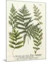 Fern Gathering II-Johann Wilhelm Weinmann-Mounted Art Print