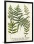 Fern Gathering II-Johann Wilhelm Weinmann-Framed Art Print