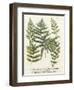 Fern Gathering II-Johann Wilhelm Weinmann-Framed Art Print