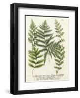 Fern Gathering II-Johann Wilhelm Weinmann-Framed Art Print