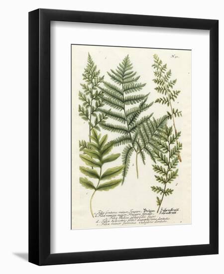 Fern Gathering II-Johann Wilhelm Weinmann-Framed Art Print