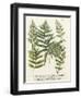 Fern Gathering II-Johann Wilhelm Weinmann-Framed Art Print