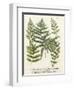 Fern Gathering II-Johann Wilhelm Weinmann-Framed Art Print