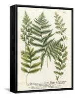 Fern Gathering II-Johann Wilhelm Weinmann-Framed Stretched Canvas